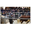 2021 Spring Bull Sales